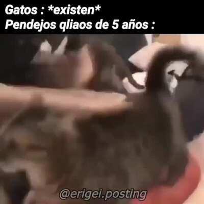 Deja al gato en paz ctmr