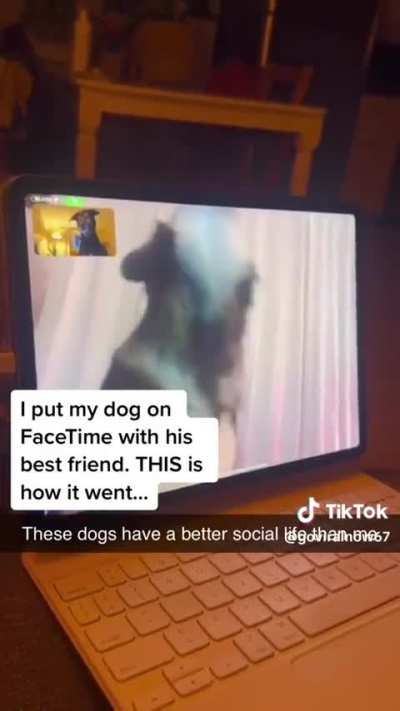 dog reuniting with his best friend through facetime