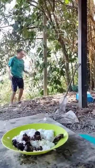 You, brazen chickens, it's supposed to be an educational video!