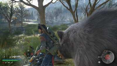 Survived hitting a tree point blank - but nature had other plans. [Days Gone on PC]