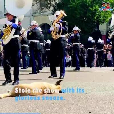 Dog stole the show by taking a nap in middle of a noisy army drill.