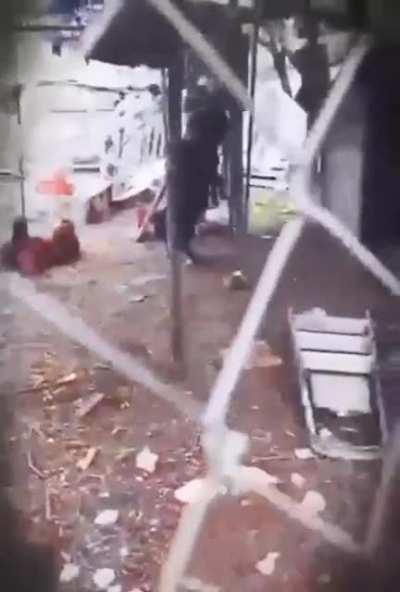 a goat walking on its two legs