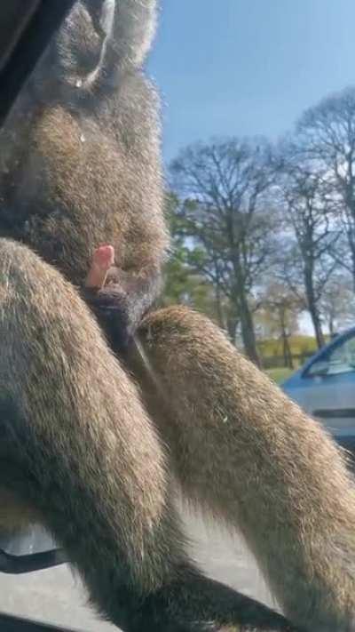 Monkey droppin loads