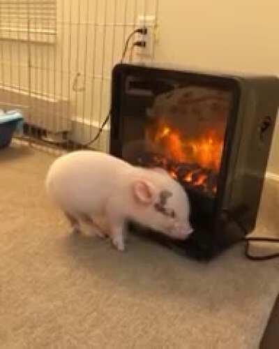 SiCk HuMaN ForCES PIg tO roAST HIMseLF
