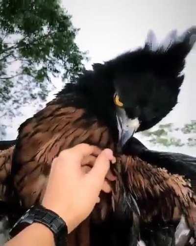 Have you ever seen a black eagle?