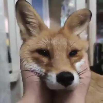 Floppy fox