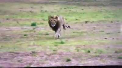 (x-post from r/hardcorenature) Lion brutally cripples a hyena cub