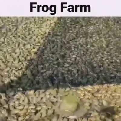 cursed_farm
