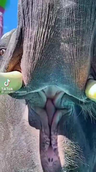 An elephant's mouth when it eats