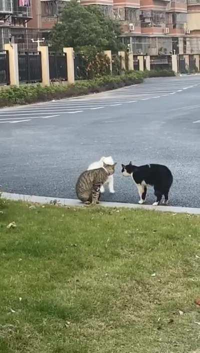 Dog tries to befriend two cats