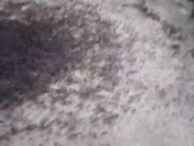 Este fenômeno se chama Círculo da Morte, que acontece com mais frequência às formigas-correição, quando perdem o rastro hormonal por onde passaram e começam a seguir o rastro uma da outra em uma espiral, até que muitas morram de exaustão