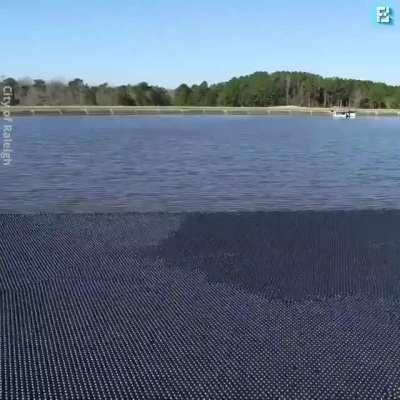 Dumping 96 Million Black Shade Balls To Prevent Water Shortage