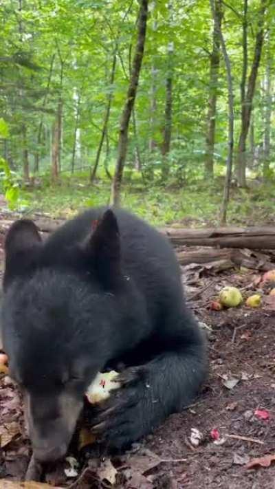 Riley loves her apple snack @ Kilham Bear Center