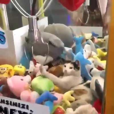 Apenas uma máquina de pelúcias normal