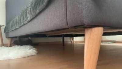 Time for upside-down zoomies