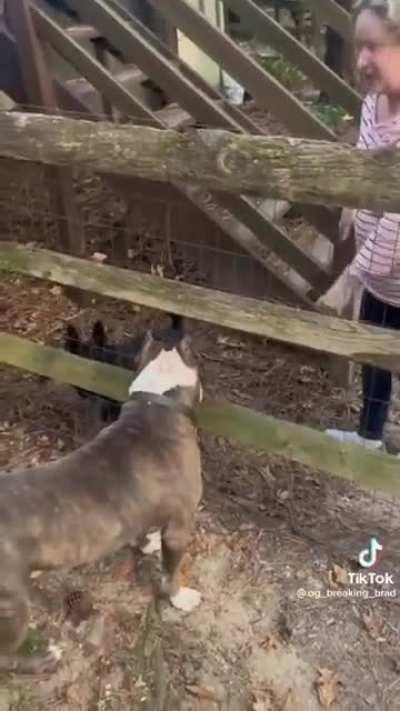 Karen demands man to put leash on his dog in his own fenced front yard