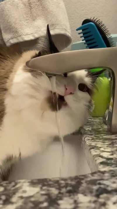 Remy taking a drink