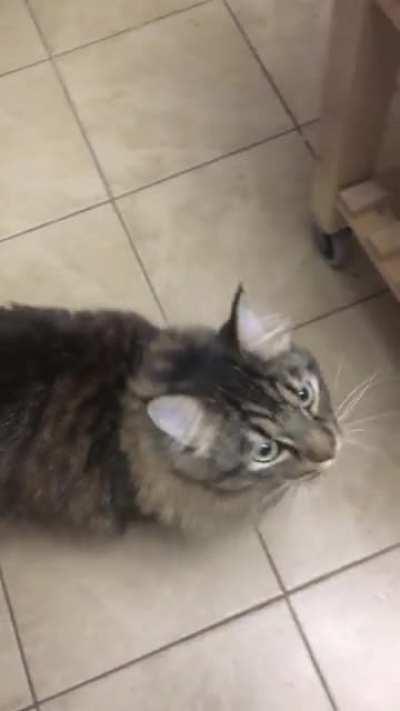 Note the 20lb cat with the tiny, bebe, kitten meow. Daily occurrence for breakfast.