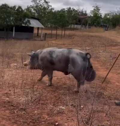 Hogzilla
