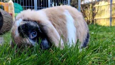 Mooncake is happy it's warm enough to go in the garden again