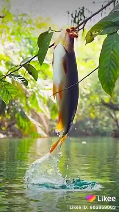 🔥 Fish eating berries