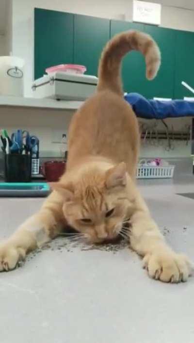 Kitty's reaction to a pile of catnip