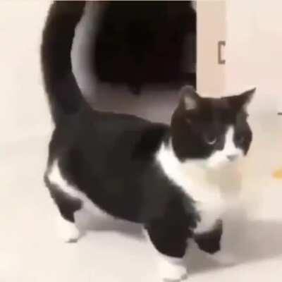 Blursed Cat