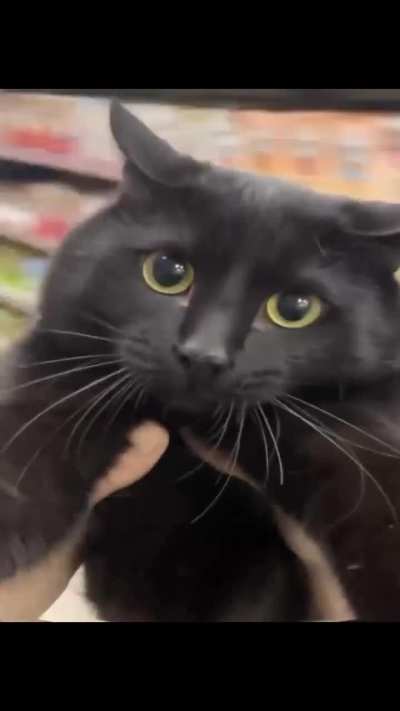 You spin me right round Wunkus