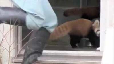 Red panda gets a fright
