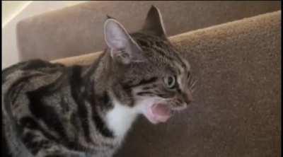 Chewing function error