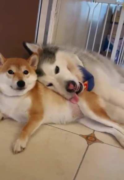 Taking her job of pillow very seriously!