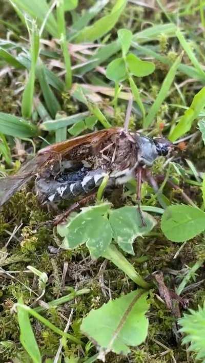 Most insects rely mainly on their central nervous system to live. They don't need oxygen from lungs, they respire through their carapace. They can go a long time without eating. As long as the head is intact many can survive until they starve to death.
