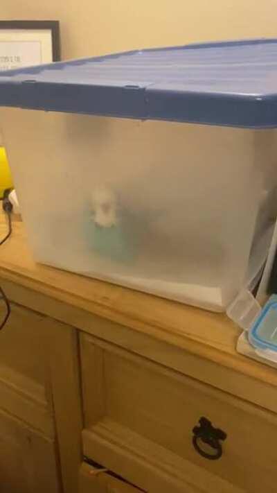 Let me out let me out!