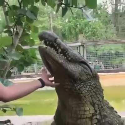 Murder Log enjoys being petted