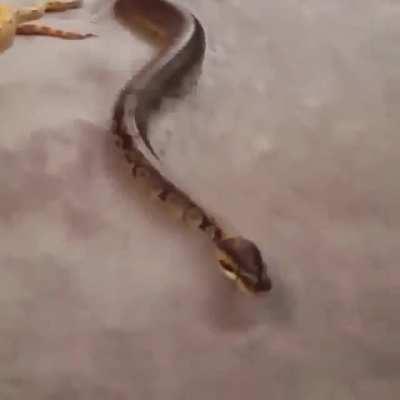 Snakes are unable to get traction on certain surfaces