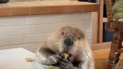 Justin Beaver is a permanent, unreleasable rescue at Second Chances Wildlife Center. Here he is enjoying an apple slice at his table