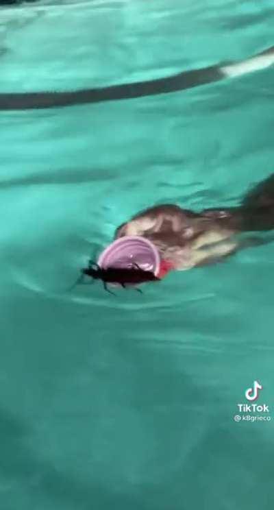 MIRA LATE UNA CUCARACHA 😱