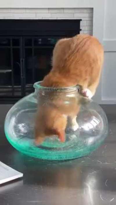 How cats do things like this is beyond me