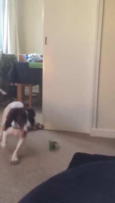 This dog thinks the man throwing darts on TV is trying to play fetch him
