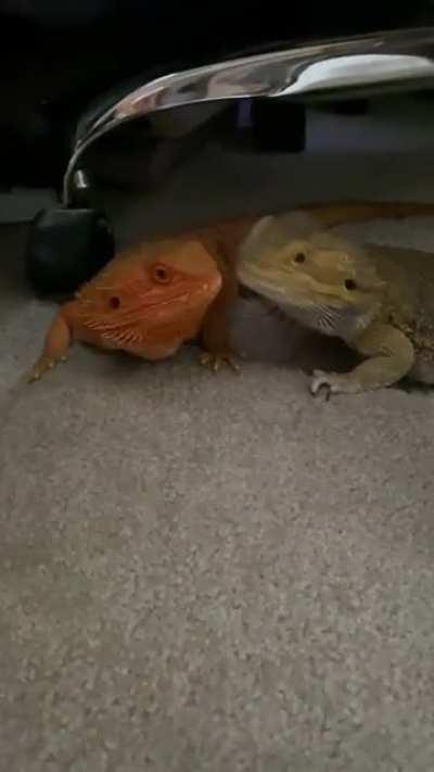 Priceless...Peper sneaks a kiss then looks at me like “What?”