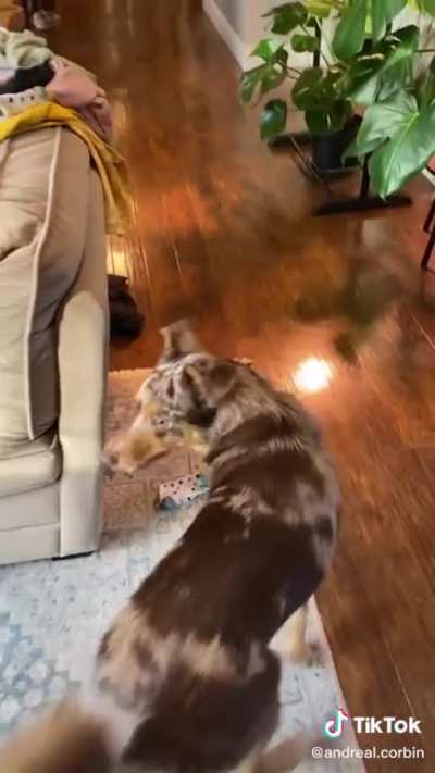 Dog forgets about ball when human goes missing.