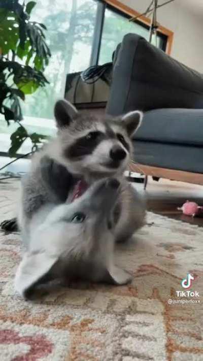 Small fox and a small raccoon