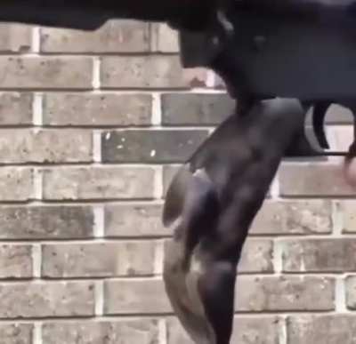 Is this NY compliant? Asking for a friend.