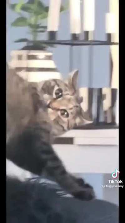 Cat doing cat things