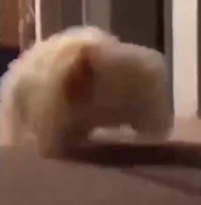 Person murdered by chicken.