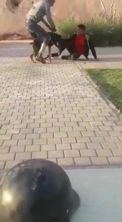 Dumb kid hits a Dobermann, screeches when karma bites him hard.