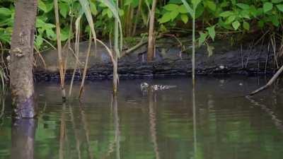 A Japanese pygmy woodpecker strays too close to the water and is ambushed by an invasive American bullfrog 