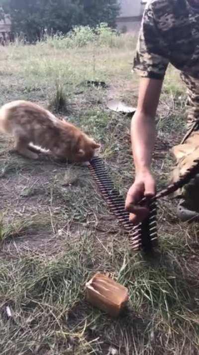 Ukrainian War Cat