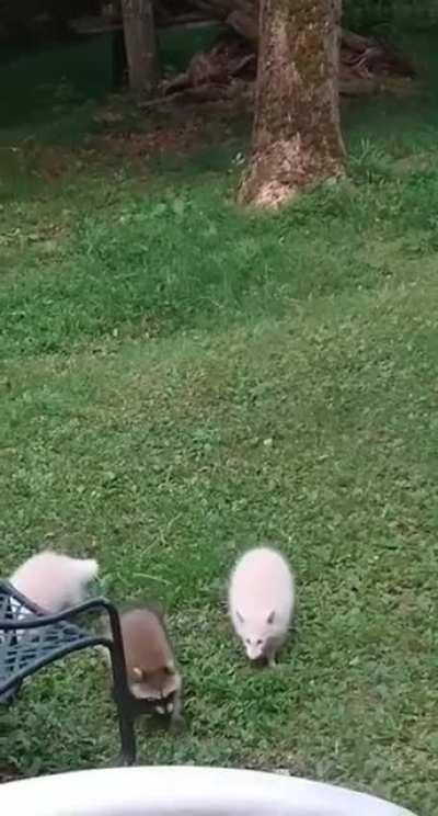 🔥 Albino trash pandas 🔥