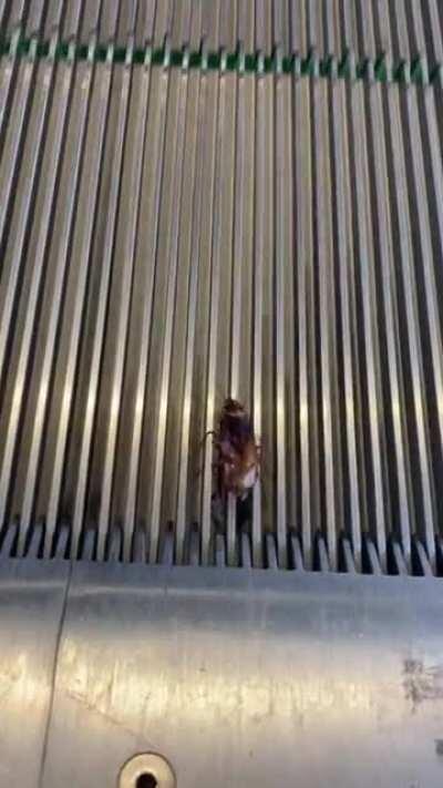 Escalator Cockroach at Coorparoo Square does his best